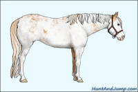 Horse Color:Palomino Sabino