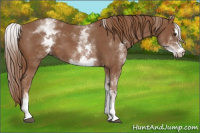 Horse Color:White Spotted Chestnut Sabino 