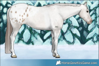 Horse Color:Bay Dun Tobiano Appaloosa