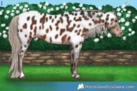 Horse Color:Liver Chestnut Appaloosa