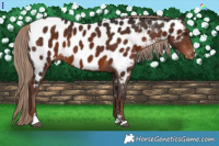 Horse Color:Liver Chestnut Near Leopard 