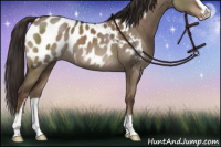 Horse Color:Liver Red Dun Sabino Appaloosa 