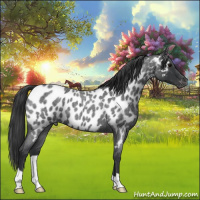 Horse Color:Blue Roan Appaloosa 
