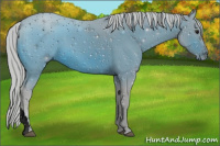 Horse Color:ERROR: UNKNOWN ANOMALY