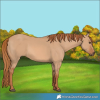 Horse Color:Red Dun 