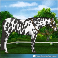 Horse Color:Liver Chestnut Appaloosa