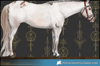 Horse Color:Chestnut Appaloosa