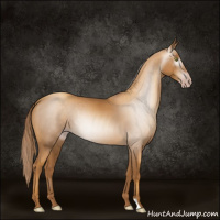 Horse Color:Gray Gold Champagne 
