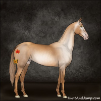 Horse Color:Gray Gold Champagne 