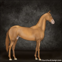 Horse Color:Gray Gold Champagne