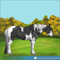 Horse Color:Black Sabino Tobiano 