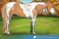 Horse Color:Chestnut Sabino Tobiano 