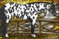Horse Color:Black Appaloosa