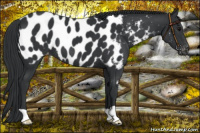 Horse Color:Black Appaloosa 