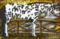 Horse Color:Black Appaloosa