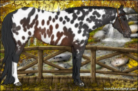Horse Color:Brown Near Leopard 