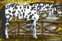 Horse Color:Black Near Leopard 