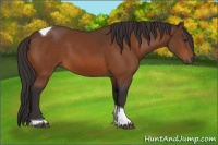 Horse Color:Buckskin Tobiano 