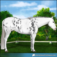 Horse Color:White Spotted Black Appaloosa