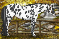 Horse Color:Black Appaloosa 
