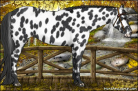 Horse Color:Black Appaloosa 