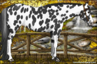 Horse Color:Black Appaloosa 