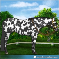 Horse Color:Black Appaloosa