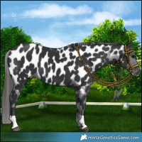 Horse Color:Black Appaloosa