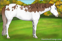 Horse Color:Chestnut Splash Appaloosa