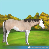 Horse Color:Amber Champagne Roan Splash 