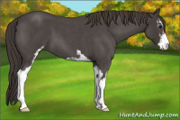 Horse Color:Smoky Blue Roan Sabino 