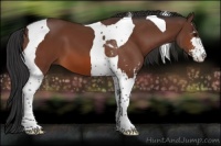 Horse Color:Bay Sabino Tobiano 