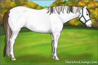Horse Color:Bay Dun Appaloosa Brindle 