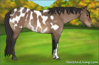 Horse Color:Bay Dun Appaloosa Brindle 