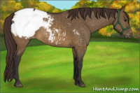 Horse Color:Buckskin Dun Appaloosa Brindle