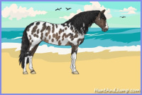 Horse Color:Brown Dun Appaloosa Brindle 