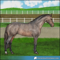 Horse Color:Brown Dun Appaloosa Brindle 