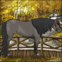 Horse Color:Grullo Appaloosa Brindle 