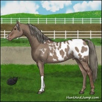 Horse Color:Liver Red Dun Mushroom Appaloosa Brindle