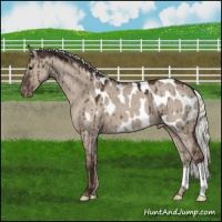 Horse Color:Liver Red Dun Mushroom Appaloosa Brindle