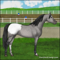 Horse Color:Platinum Brown Dun Appaloosa Brindle 