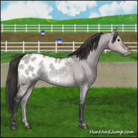 Horse Color:Platinum Bay Dun Appaloosa Brindle 
