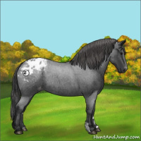 Horse Color:Blue Roan Blanket Rabicano 