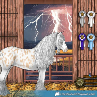 Horse Color:Red Dun Splash Appaloosa 