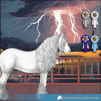 Horse Color:Red Dun Splash Appaloosa