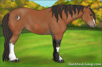 Horse Color:Bay  and Bay 