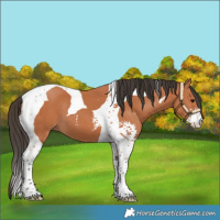 Horse Color:Bay Sabino Tobiano