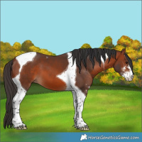 Horse Color:Bay Sabino Tobiano