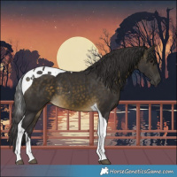 Horse Color:Buckskin Tobiano 