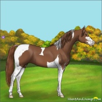 Horse Color:Chestnut Sabino Tobiano